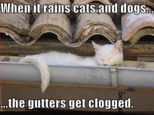 Gutters clogged